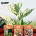 艾灸贴 Wormwood Moxa Plaster 艾草发热贴  Moxibustion Heat Patch  自发热敷艾灸颈椎膝盖艾热贴暖身贴暖宝宝热帖