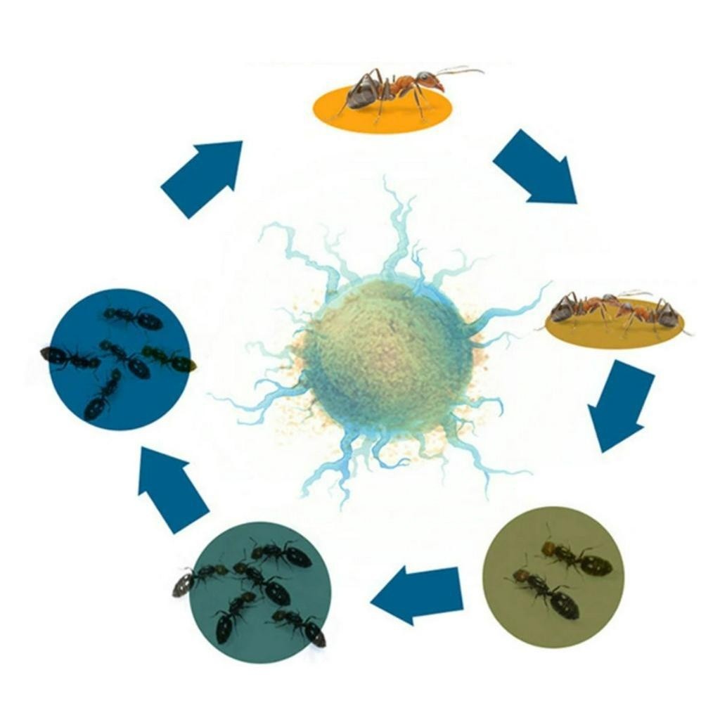 3g/5g Powder Ant / Cockroach Killer Bait Ants Repellent Trap Pest control Destroy Ant Baits Lipas Semut